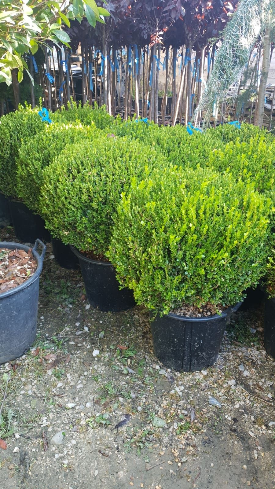 Vând buxus globular la 80 cm diametru