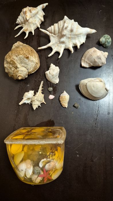 Ракушки для аква