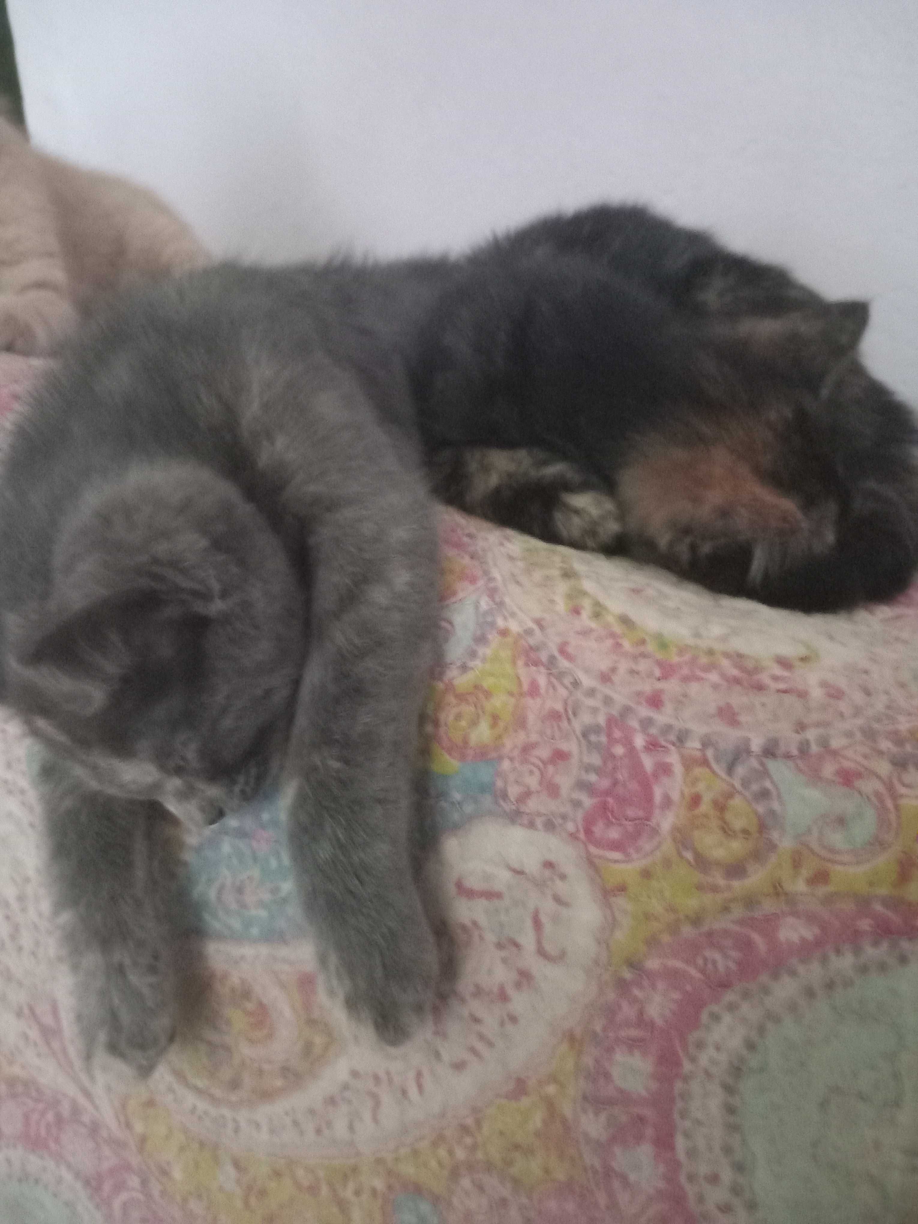 Подарявам малки котета