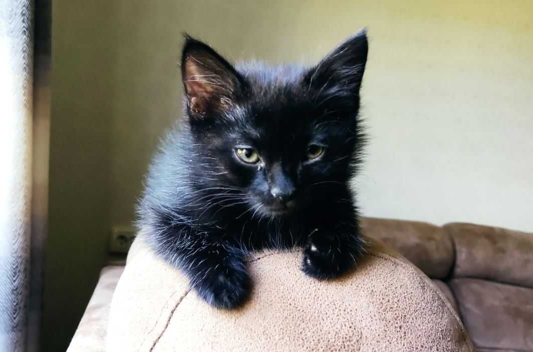 Домашние котята, 2.5 мес.