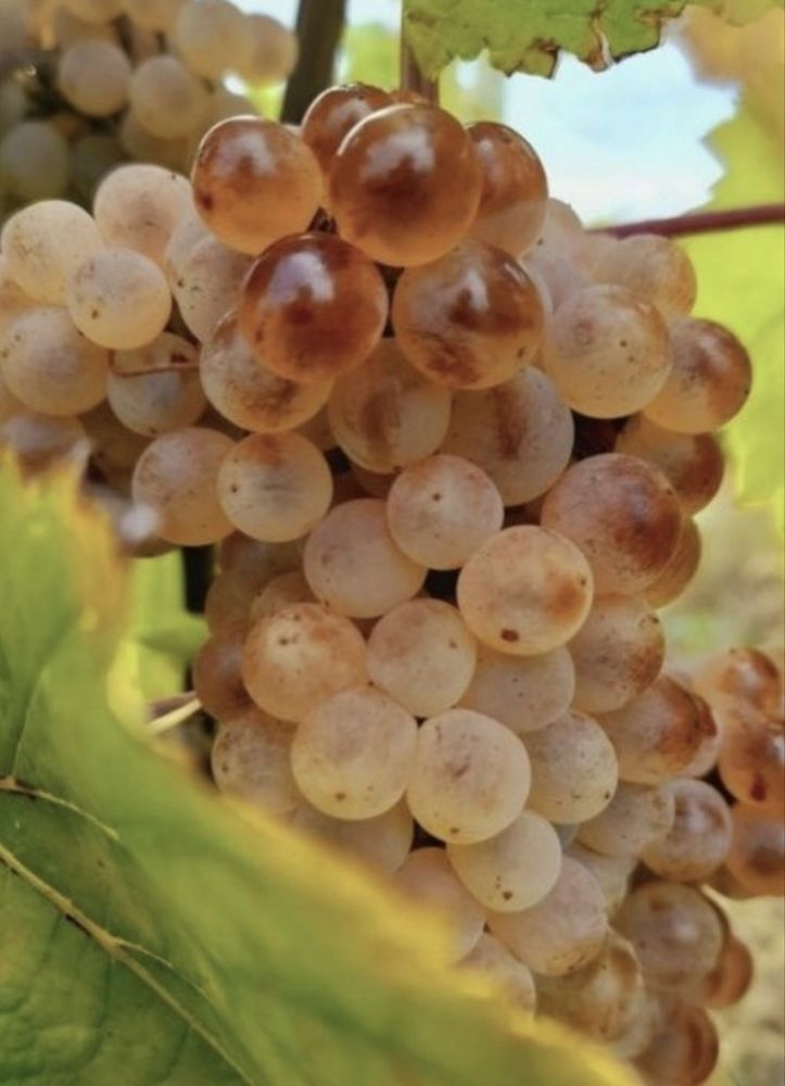 Vand struguri de vin productie 2025