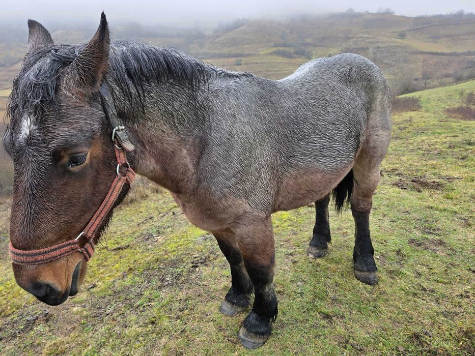 Cal semi greu belgian