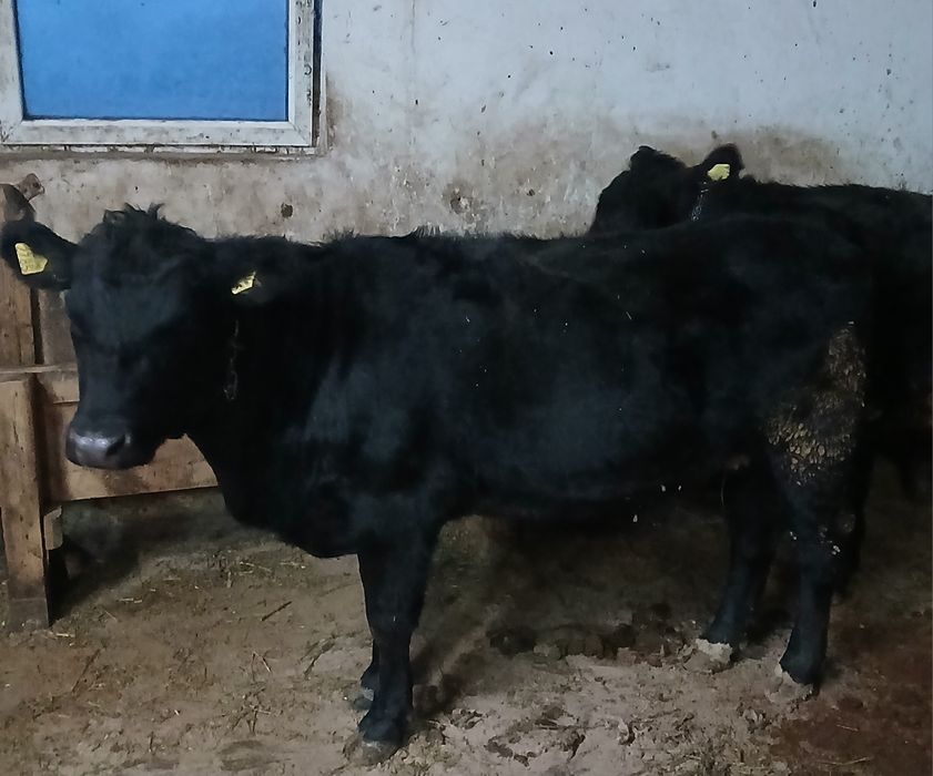 Junica angus gestanta