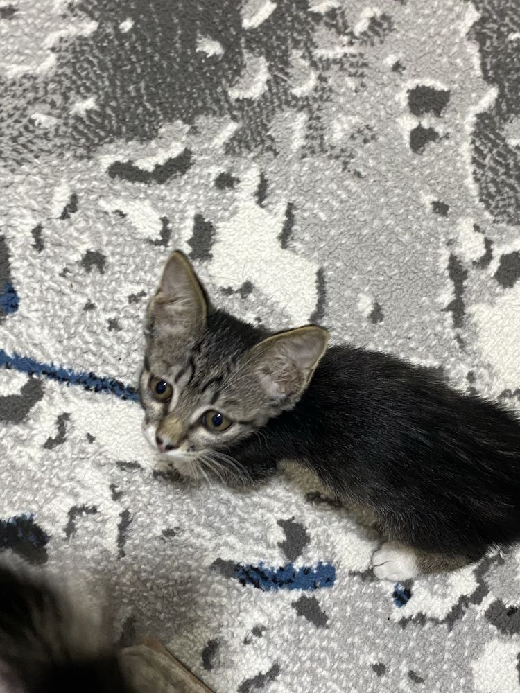 Отдам котят в добрые руки бесплатно