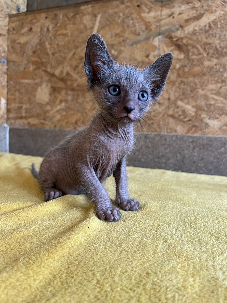 Lykoi si Sphynx cu pedigree