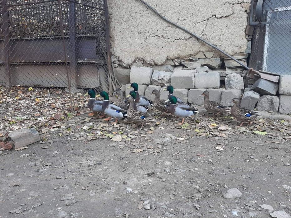 Продавам зеленоглави патици