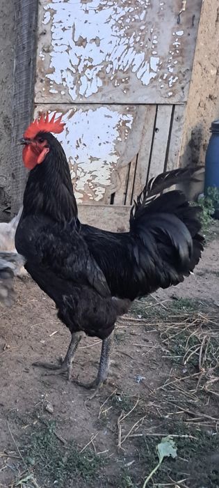 Сатылады,продаётся