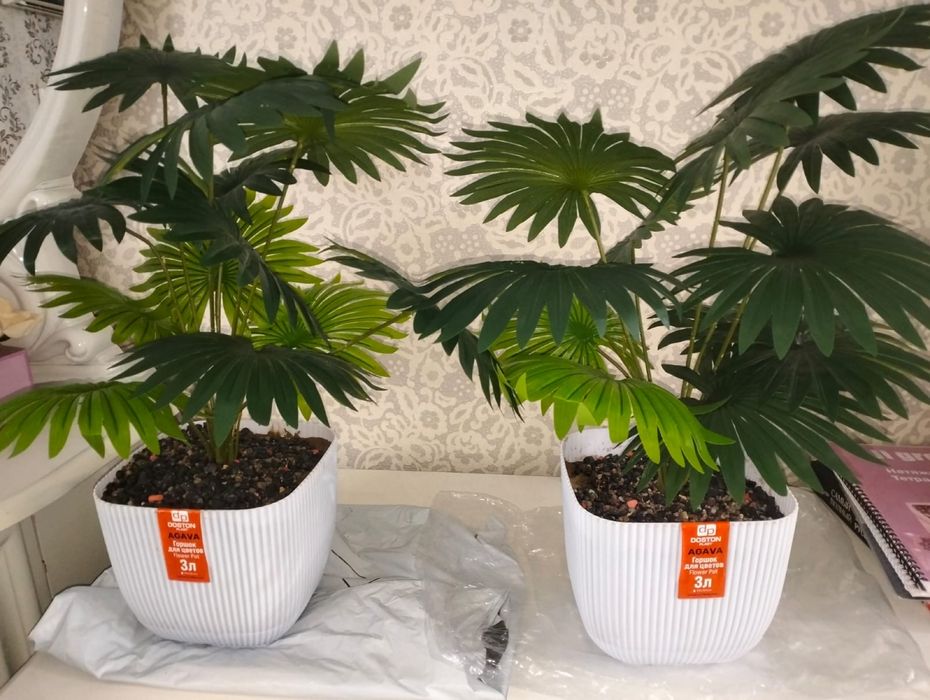 Декоративное растение 5500 штука