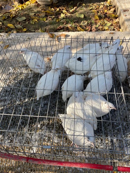 Vand sau schimb prepelite ouotoare din primavara