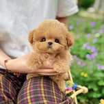 Maltipoo toy/pudel sau poodle