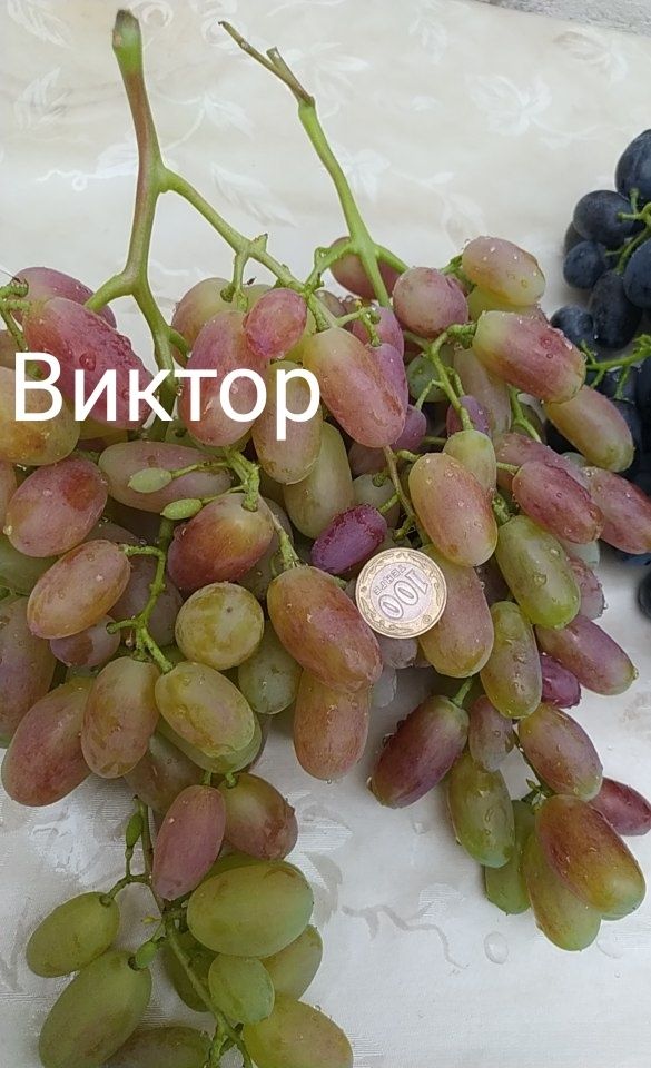 Саженцы винограда