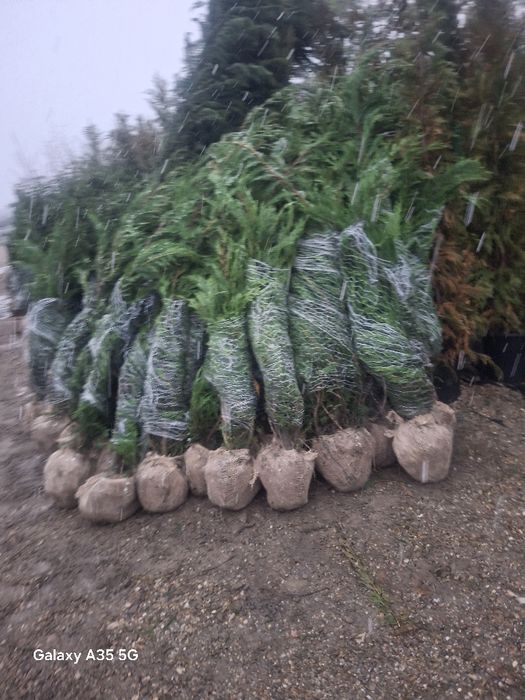Vând tuia leylandii chiparos la oferta