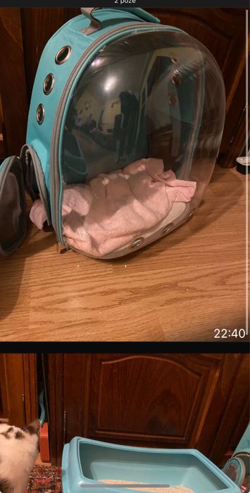 Pisic motan foarte curat , intelegator de comenzi si ascultator .