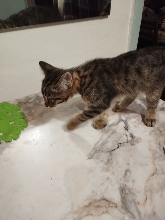 Отдам в хорошие руки!!!