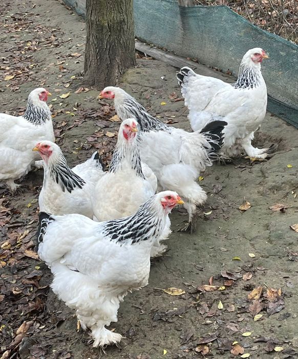 Brahma herminat deschis