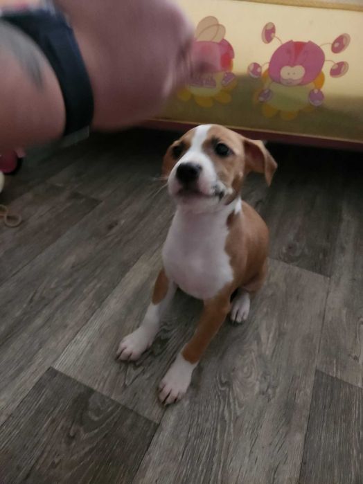 Американски питбул