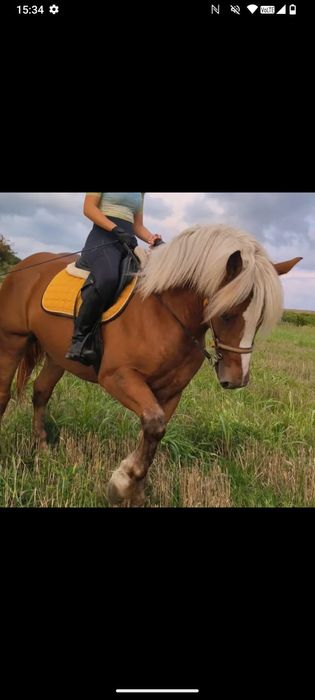 Armăsar blond de vânzare