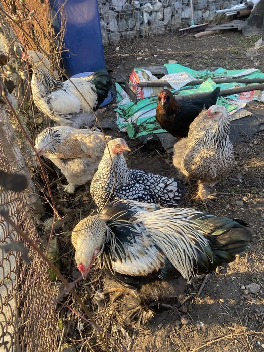 Vand cocosi diferite rase