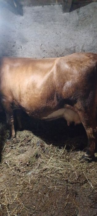 Vand vaca de 7 ani gestanta na 8 luni