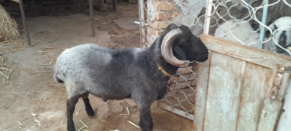 Кучкорлар сотилади галишамиз