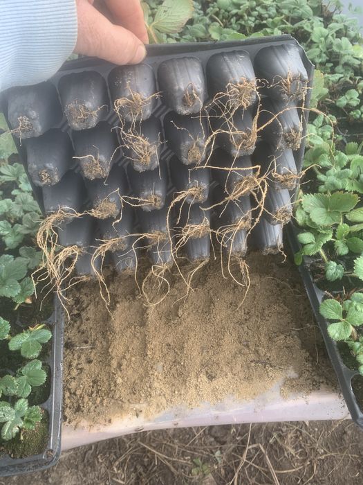 Stoloni de căpșuni si rasad