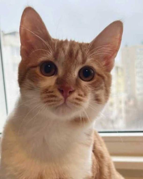 Момченце на 6 месеца търси дом