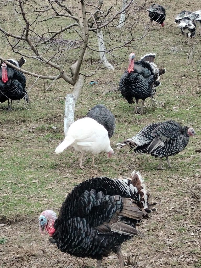 Vând curcani crescuți naturali