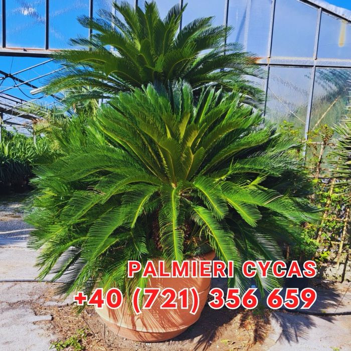 Brazi tuia maslini palmieri pohtinia bosai spirale magnoli arțari etc