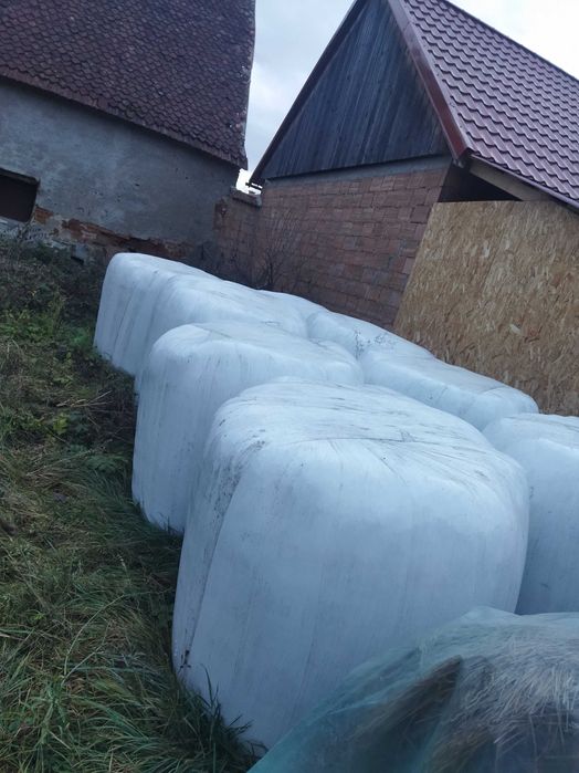 Baloti de lucerna infoliati