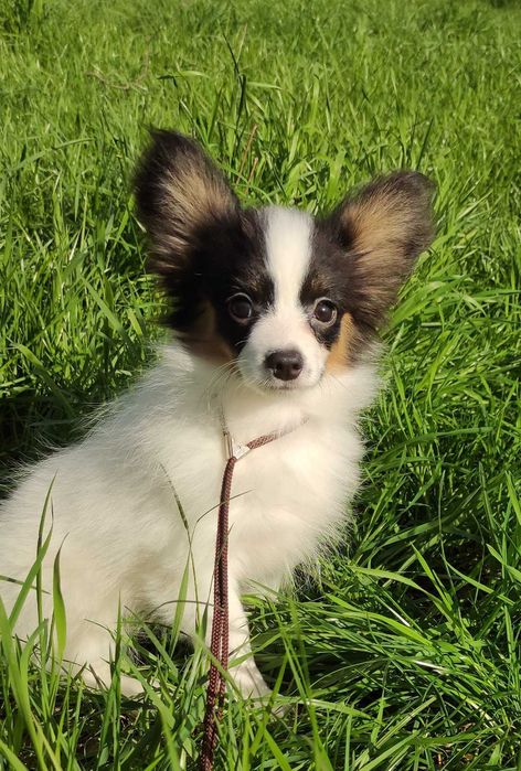 Папион мъжки кученца