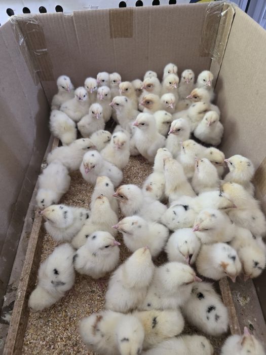 Хай-лайн Сертухум Макён жужалари. Цыплята Курочки несушки.