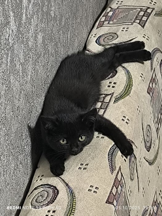 Отдам  за шоколад  котят в хорошие руки.