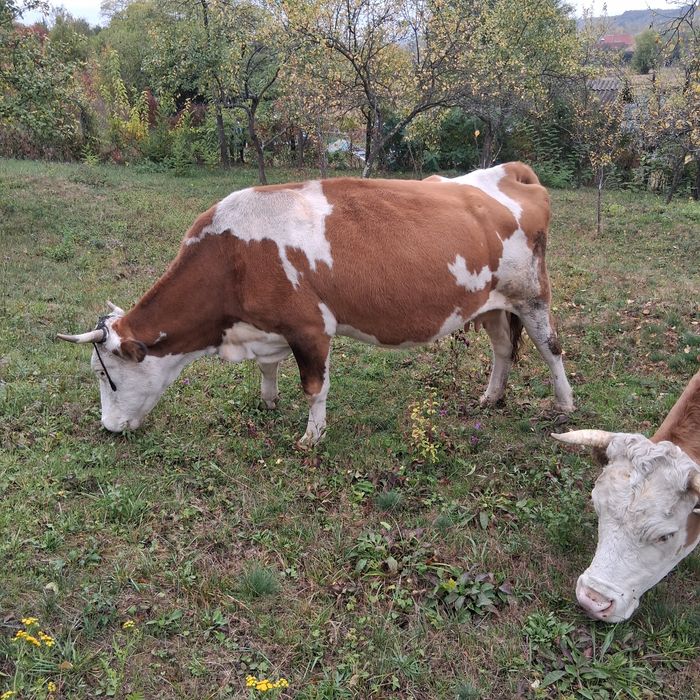 Vând vacă de lapte