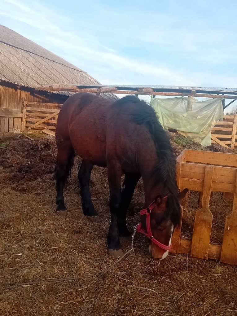 Vând cal și mânz urgent