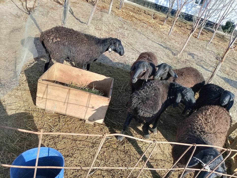 Үш саулық сатылады.екінші тума ,буаз үшеуіде.80мың.