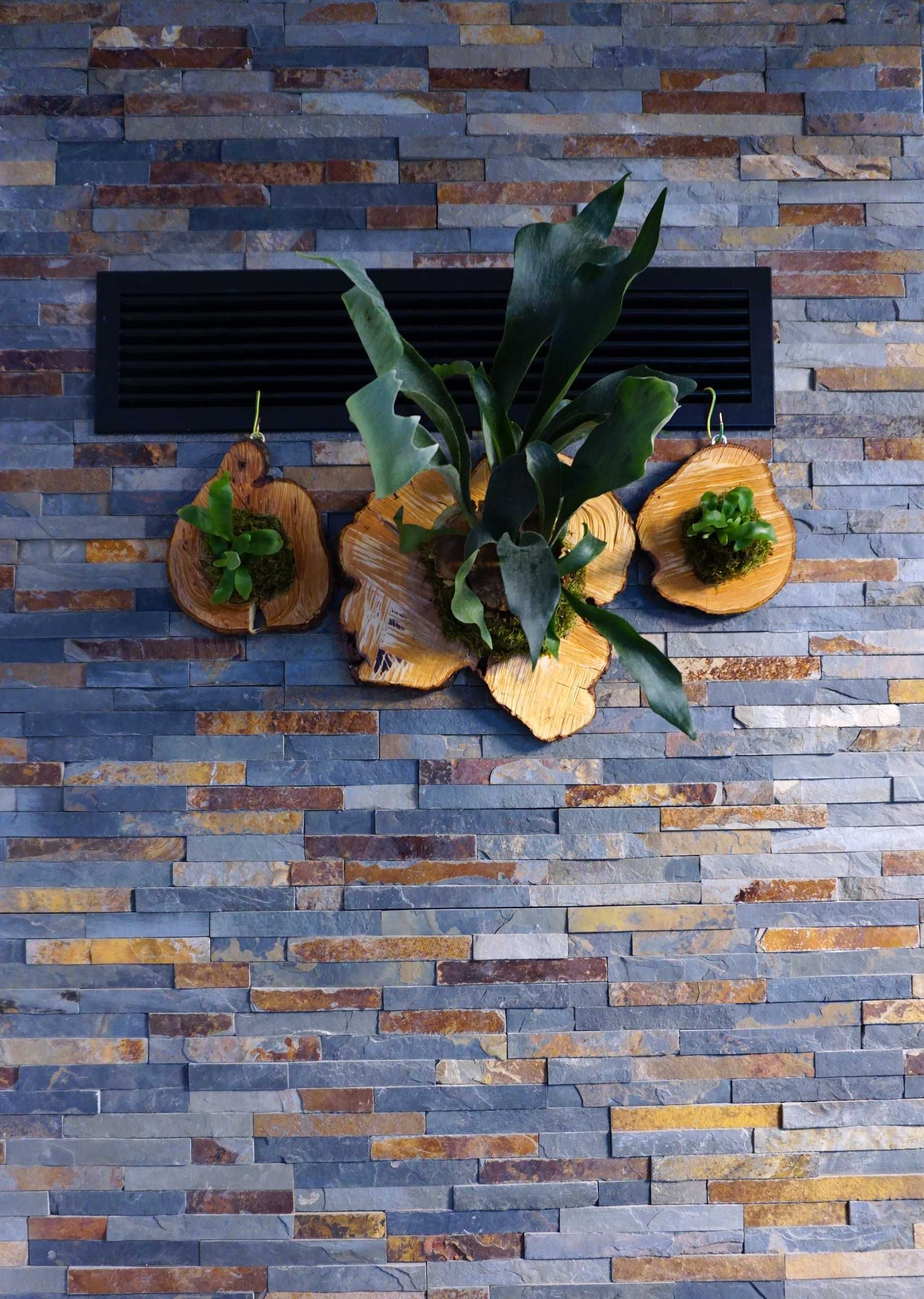 Mounted Staghorn Fern | Platycerium bifurcatum
Feriga corn de cerb