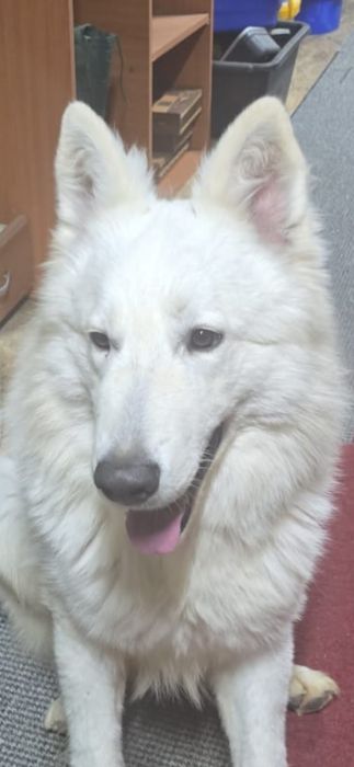 Pereche Ciobanesc elvetian pedigree tip A