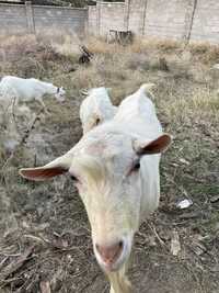 Продам зааненских коз