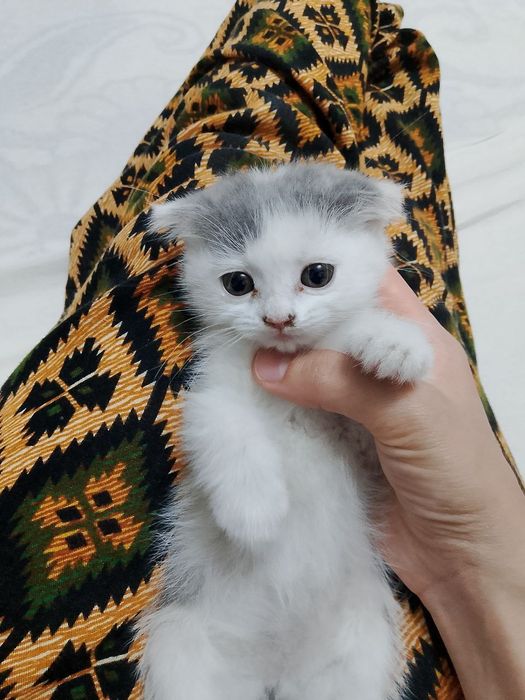 Uy mushuklari bor