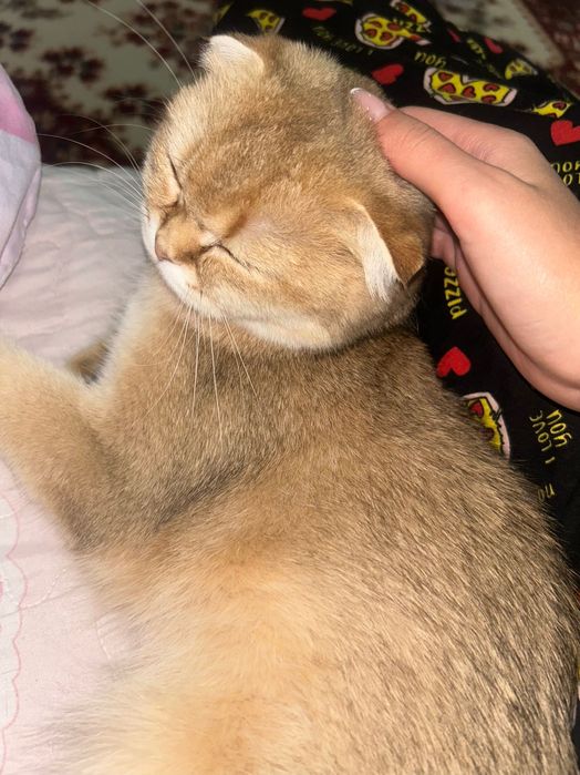 Продается кошка, золотистая шиншилла, 1,5 года