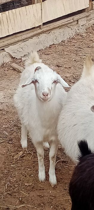 Ешки жане шыбыштар