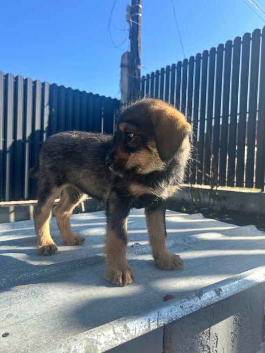 Девочка ищет дом