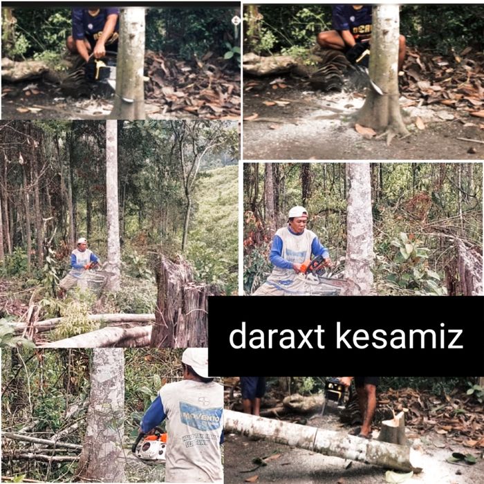 Daraxtga kesamiz benza pilari