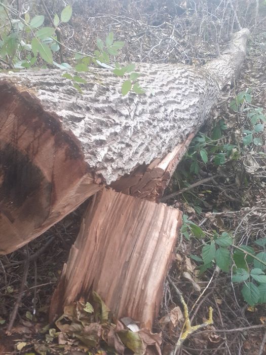 Vând lemn de nuc- trunchi de 6.9 metri.