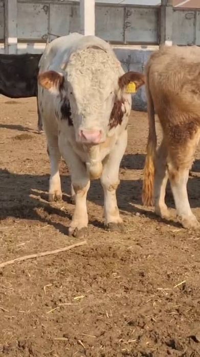 Бука сотилади, зотдор