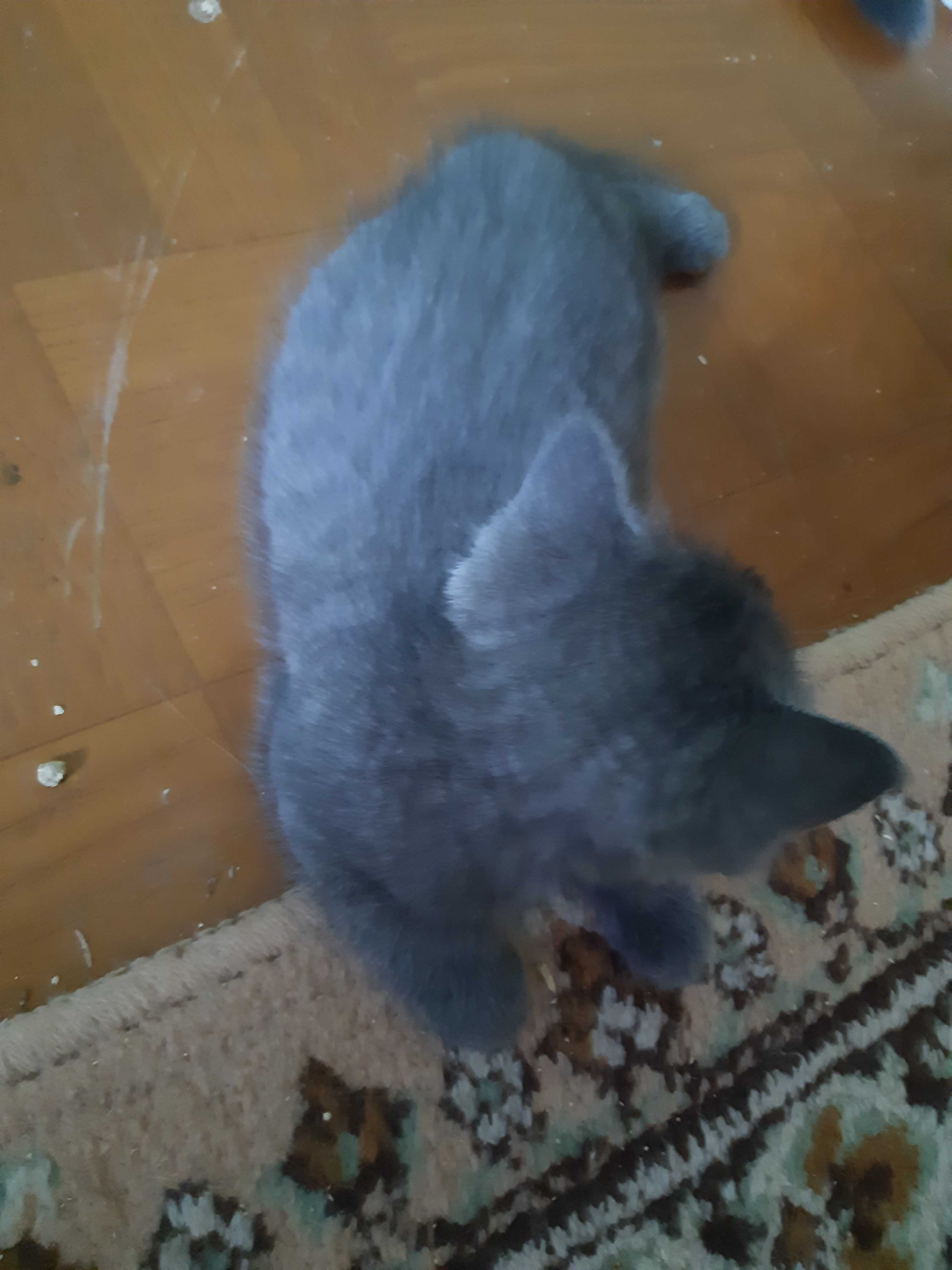 Котёнок здоровая, игривая
