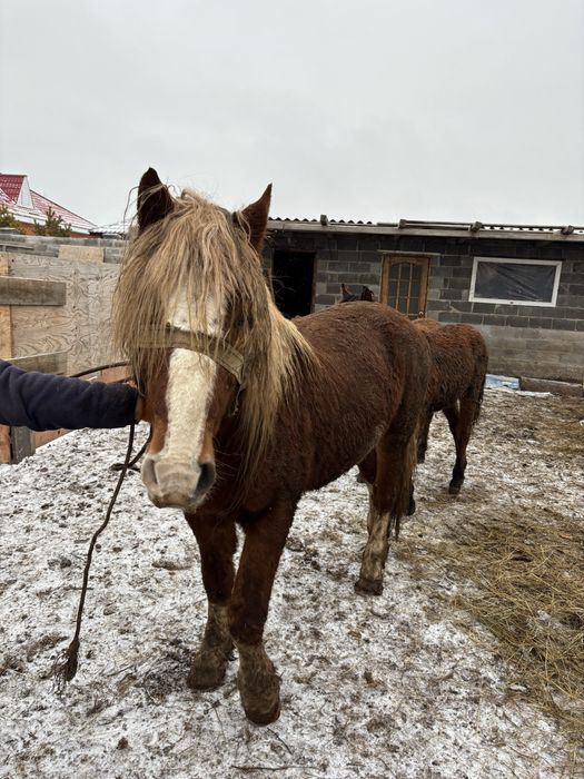 Айғыр 9лет ездовой