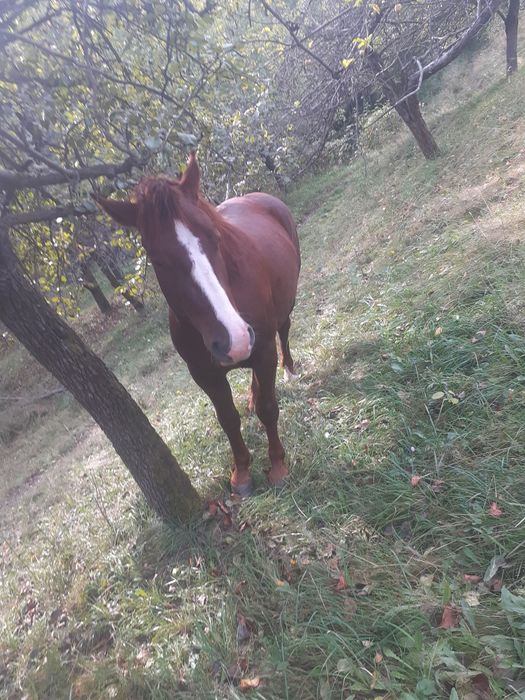 Vand cal de 2 ani