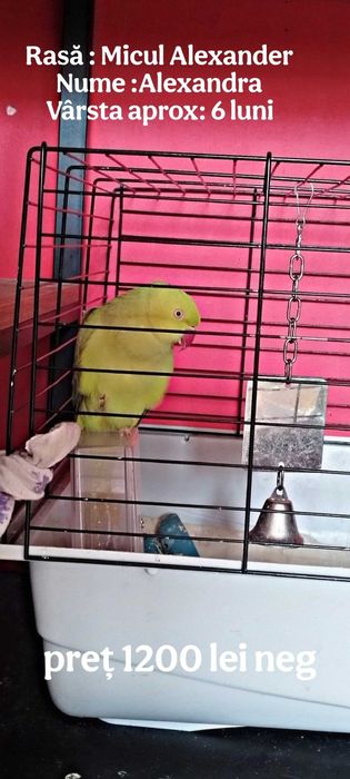 Papagali Micul Alexander 1200 buc negociabil
