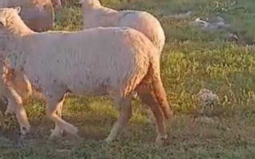 Oi  merinos de vanzare